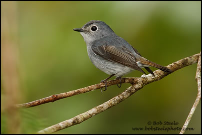 Little Pied Flycatcher (Ficedula westermanni)