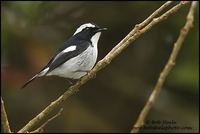 Little Pied Flycatcher (Ficedula westermanni)
