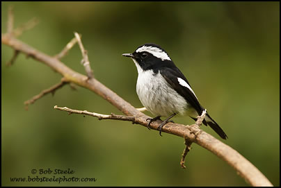 Little Pied Flycatcher (Ficedula westermanni)