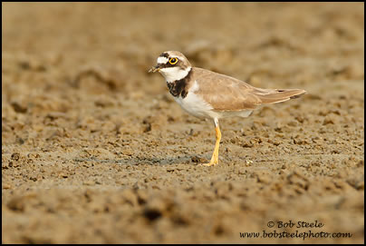 Little Ringed Plover (Charadrius dubius)