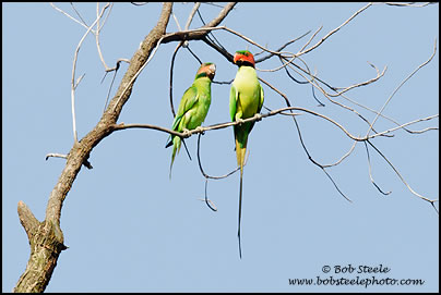 Long-tailed Parakeet (Psittacula longicauda)