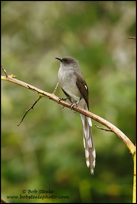 Long-tailed Sibia (Heterophasia picaoides)