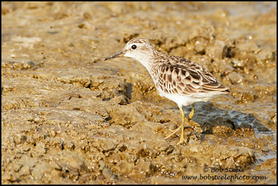 Long-toed Stint (Calidris subminuta)