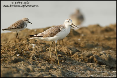 Marsh Sandpiper (Tringa stagnatilis)