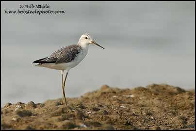 Marsh Sandpiper (Tringa stagnatilis)