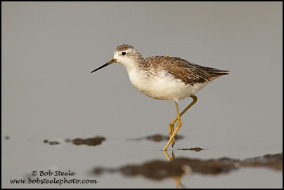Marsh Sandpiper (Tringa stagnatilis)