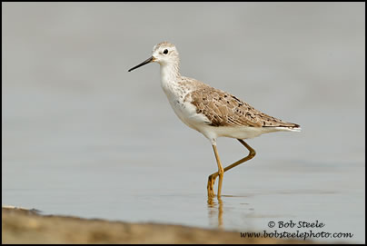 Marsh Sandpiper (Tringa stagnatilis)
