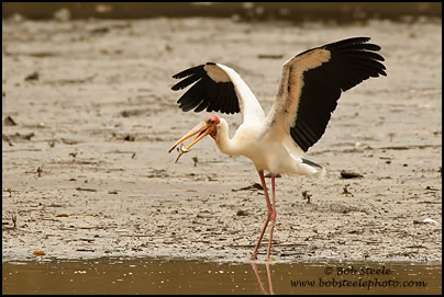 Milky Stork (Mycteria cinerea)