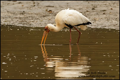 Milky Stork (Mycteria cinerea)