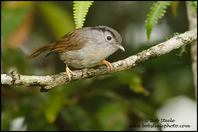 Mountain Fulvetta (Alcippe peracensis)