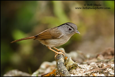 Mountain Fulvetta (Alcippe peracensis)