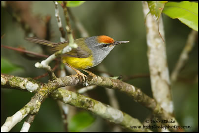 Mountain Tailorbird (Orthotomus cuculatus) 