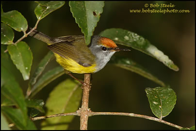 Mountain Tailorbird (Orthotomus cuculatus) 
