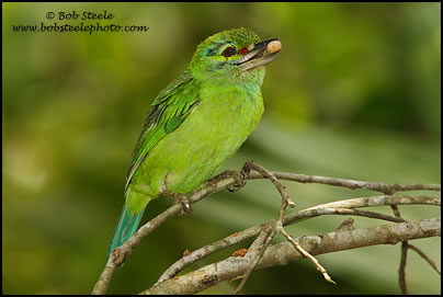 Moustached Barbet (Malacopteron magnirostre)