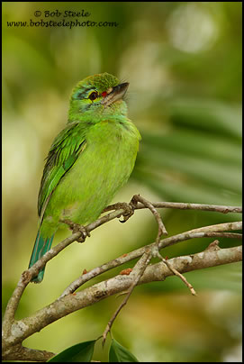 Moustached Barbet (Malacopteron magnirostre)