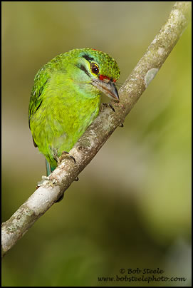 Moustached Barbet (Malacopteron magnirostre)