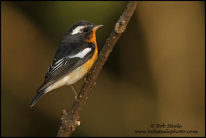 Mugimaki Flycatcher (Ficedula mugimaki)