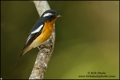 Mugimaki Flycatcher (Ficedula mugimaki)