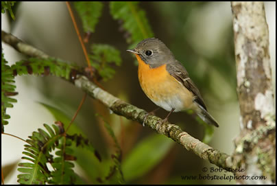 Mugimaki Flycatcher (Ficedula mugimaki)