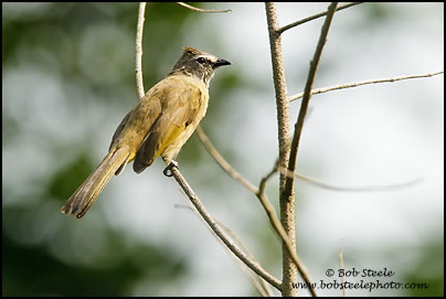 Ochraceous Bulbul (Alophoixus ochraceus)