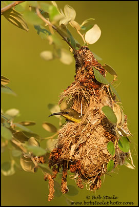 Olive-backed Sunbird (Nectarinia jugularis)
