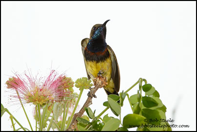 Olive-backed Sunbird (Nectarinia jugularis)