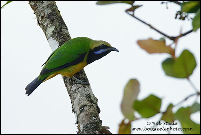 Orange-bellied Leafbird (Chloropsis hardwickii)