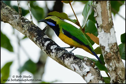 Orange-bellied Leafbird (Chloropsis hardwickii)