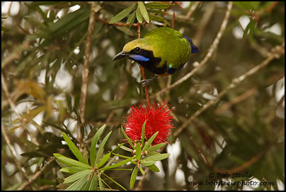Orange-bellied Leafbird (Chloropsis hardwickii)