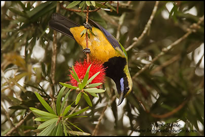 Orange-bellied Leafbird (Chloropsis hardwickii)
