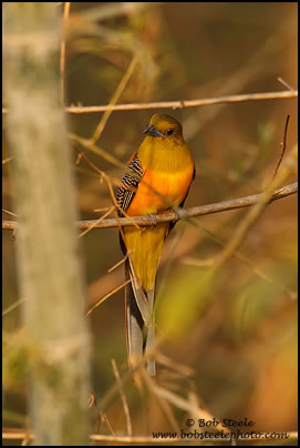 Orange-breasted Trogon (Harpactes oreskios)