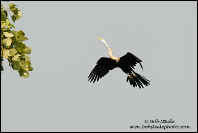 Oriental Darter (Anhinga melanogaster)