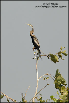 Oriental Darter (Anhinga melanogaster)