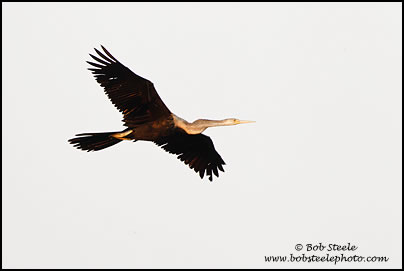 Oriental Darter (Anhinga melanogaster)