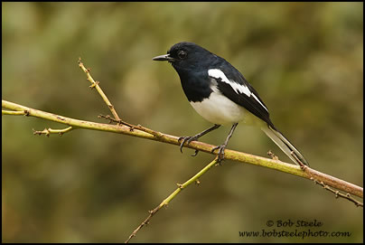 Oriental Magpie-Robin (Copsychus saularis)