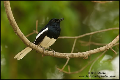 Oriental Magpie-Robin (Copsychus saularis)