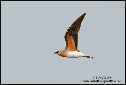 Oriental Pratincole (Glareola maldivarum)