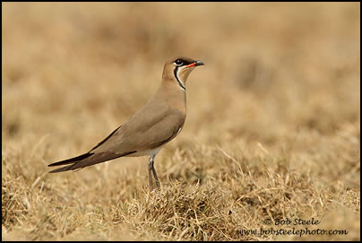 Oriental Pratincole (Glareola maldivarum)