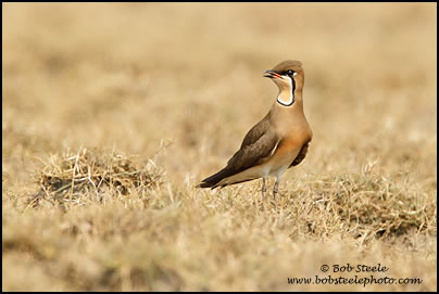 Oriental Pratincole (Glareola maldivarum)