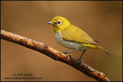 Oriental White-eye (Zosterops palpebrosus)
