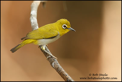 Oriental White-eye (Zosterops palpebrosus)