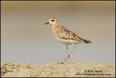 Pacific Golden-Plover (Pluvialis fulva)