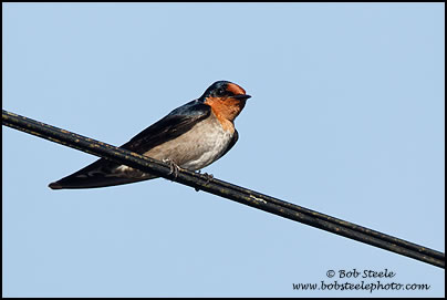 Pacific Swallow (Hirundo tahitica)