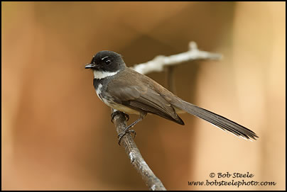 Pied Fantail (Rhipidura javanica)
