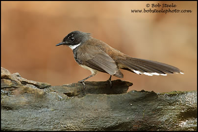 Pied Fantail (Rhipidura javanica)