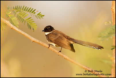 Pied Fantail (Rhipidura javanica)