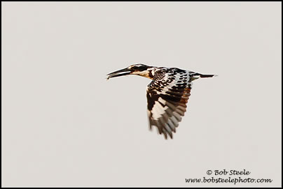 Pied Kingfisher (Ceryle rudis)