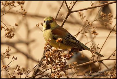 Plain-backed Sparrow (Passer flaveolus)