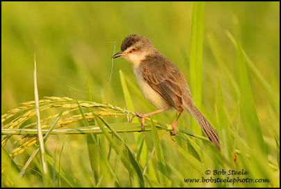 Plain Prinia (Prinia inornata)