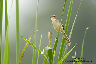 Plain Prinia (Prinia inornata)